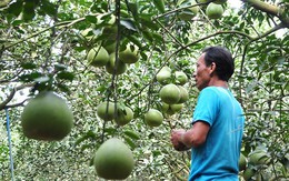 Hơn 1 triệu đồng một trái bưởi Tết ở làng Tân Triều