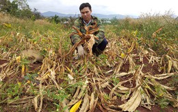 Ồ ạt bỏ vốn vào trồng nghệ, dân "khóc đứng, khóc ngồi" vì không ai mua