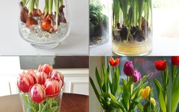 Sở hữu bình hoa Tulip cực đẹp vào dịp Tết bằng cách trồng từ nước đơn giản như này