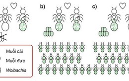 Tháng 3 thả muỗi Wolbachia để gây vô sinh muỗi sốt xuất huyết