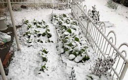 Tuyết đầu mùa phủ trắng vườn cải sau nhà của mẹ Việt hai con ở Nhật