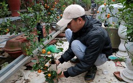 Quất trồng trong chai thủy tinh chờ Tết nguyên đán