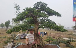 Hổ phách kiểng tùng la hán 100 tuổi, giá nửa tỷ đồng