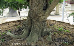 Hai cây me cổ nhất Việt Nam, 150 tuổi giá 6 tỷ, chủ vẫn chưa bán