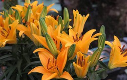 Muốn có hoa ly lùn chơi Tết, học ngay mẹo trồng và chăm sóc cực đơn giản dưới đây