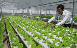 8X bỏ lương 25 triệu/tháng, về làm mô hình vườn rau nhà phố