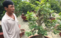 Chủ vườn Sài Gòn kể về thú chơi mai Tết của đại gia