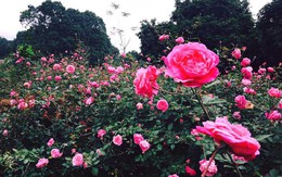 Giấc mơ cô gái liều: Hằng Karose đồi hồng vạn gốc, Hằng Ruby gia tài 600 giống hoa