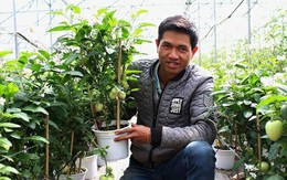 Trồng dưa pepino tí hon vào chậu chưng Tết không lo đụng hàng