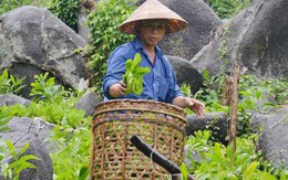 Lên núi "vạch" đá, trồng rau cải, thu tiền kìn kìn mỗi ngày