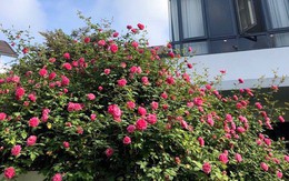 Những cây hồng nghìn nụ giá trăm triệu đồng