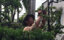 Cụ ông rời xứ dừa lên phố, làm vườn kiểng độc lạ thu bạc tỷ
