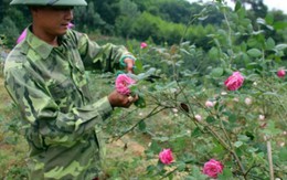 Đánh liều trồng 3ha hồng cổ, anh nông dân Thái Nguyên kiếm bộn tiền