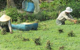 U50 trồng loài rau nổi trên mặt nước, lớn như thổi, thành tỷ phú