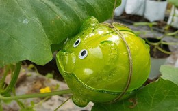 Dưa lưới hình lợn, xoài thư pháp hàng “độc” chơi Tết Kỷ Hợi