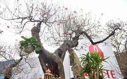 Chiêm ngưỡng cây đào dáng "rồng bay lên trời" giá trăm triệu