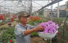 Trồng hoa đẹp bán Tết, lão nông kiếm hàng trăm triệu