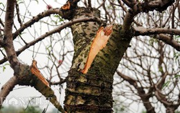 Hàng trăm gốc đào trị giá hơn nửa tỷ bị phá hoại trong đêm