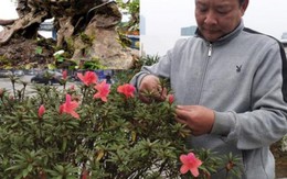 Đỗ quyên bonsai chưng Tết  giá gần tỷ "trình làng" Thủ đô
