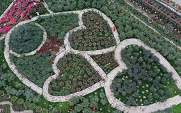 Vườn hoa hồng hình trái tim tuyệt đẹp mang lại tiền tỷ mỗi năm cho cặp vợ chồng ở Quảng Ninh
