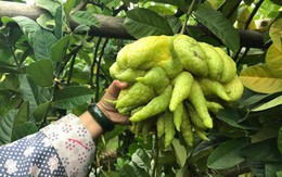 Thu hàng tỷ đồng nhờ loại quả bán “không bao giờ sợ ế”