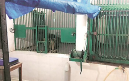 Trèo tường vào vườn thú, chàng trai Ấn Độ bị sư tử cắn chết