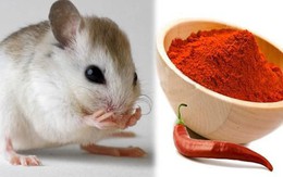 Thứ bột vứt đi vừa rắc vào chuột đã sợ khiếp vía, 3 đời cũng không dám bén mảng