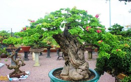 Bonsai cổ thụ dáng cực lạ giá cả trăm triệu ngóng "đại gia" dịp Tết