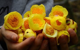 Trồng trà hoa vàng thu 3 tỷ mỗi năm ở Quảng Ninh