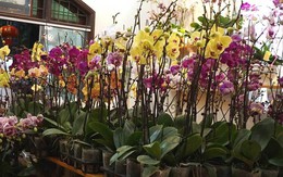 Bốn ngày buôn lan lỗ cả ngàn USD: Vụ Tết nhớ đời của anh trai công sở