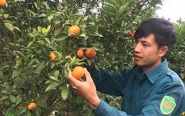 Chàng trai Mộc Châu bỏ dở đại học về trồng cam Canh lãi 600 triệu mỗi năm