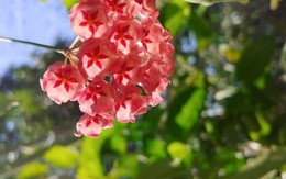 Vườn cẩm cù 10.000 cây đủ loại rực rỡ khoe sắc của cô giáo Hà Nội