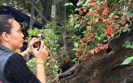 Dâu kiểng siêu mắn quả chưng Tết khiến người xem mê mẩn
