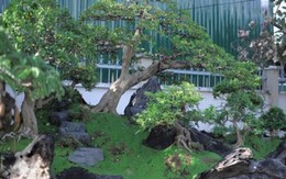 Tuyệt phẩm bonsai mai vàng gắn với nguyệt quế giá tiền tỷ trực chờ đại gia