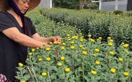 Trồng 900 chậu cúc pha lê bán Tết, cụ bà thu hơn trăm triệu dịp Tết