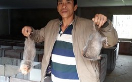 Thu 6 tỷ đồng mỗi năm từ...20 cặp chuột