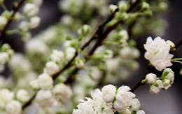 Người Sài Gòn mua đào trắng Nhật giá vài chục triệu một bình chưng Tết