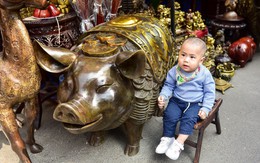 Lợn đồng trăm triệu được đại gia " săn đón"