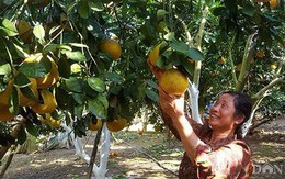 Cô giáo làng “chiến đấu” với bạo bệnh vẫn làm trang trại đặc sản