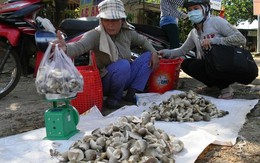 Nấm tươi tăng giá, nông dân sợ nhất 'đụng hàng' với nấm Trung Quốc