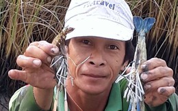 Tôm to nuôi trong ruộng lúa, bán 150-250 ngàn/kg