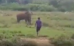 Cố thôi miên voi hoang dã, người đàn ông bị quật chết