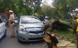 Hà Nội: Đang đi trên đường Thanh Niên, xe ô tô bị cây xanh đổ đè trúng