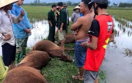 Hà Tĩnh: Sét đánh 1 người nguy kịch, 6 con bò bị chết