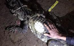 Cá sấu từ dưới sông Đồng Nai mò vào nhà dân