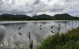 Hình ảnh người dân giăng "thiên la địa vọng" tận diệt chim trời ở Hà Tĩnh
