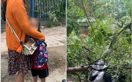 Hà Nội: Mẹ chở con gái đi học bất ngờ bị cành cây rớt xuống đè trúng xe, may mắn thoát chết