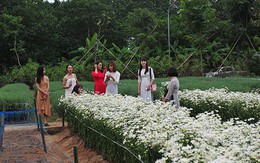 Giới trẻ chen chân chụp ảnh tại vườn cúc họa mi nở sớm nhất Hà Nội
