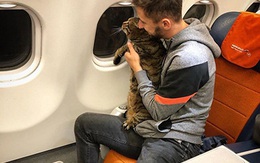 Bị phạt vì mang… mèo béo lên máy bay