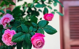 Ngày 20/11 ghé thăm vườn hồng trên sân thượng khoe sắc rực rỡ của cô giáo dạy nhạc xứ Thanh